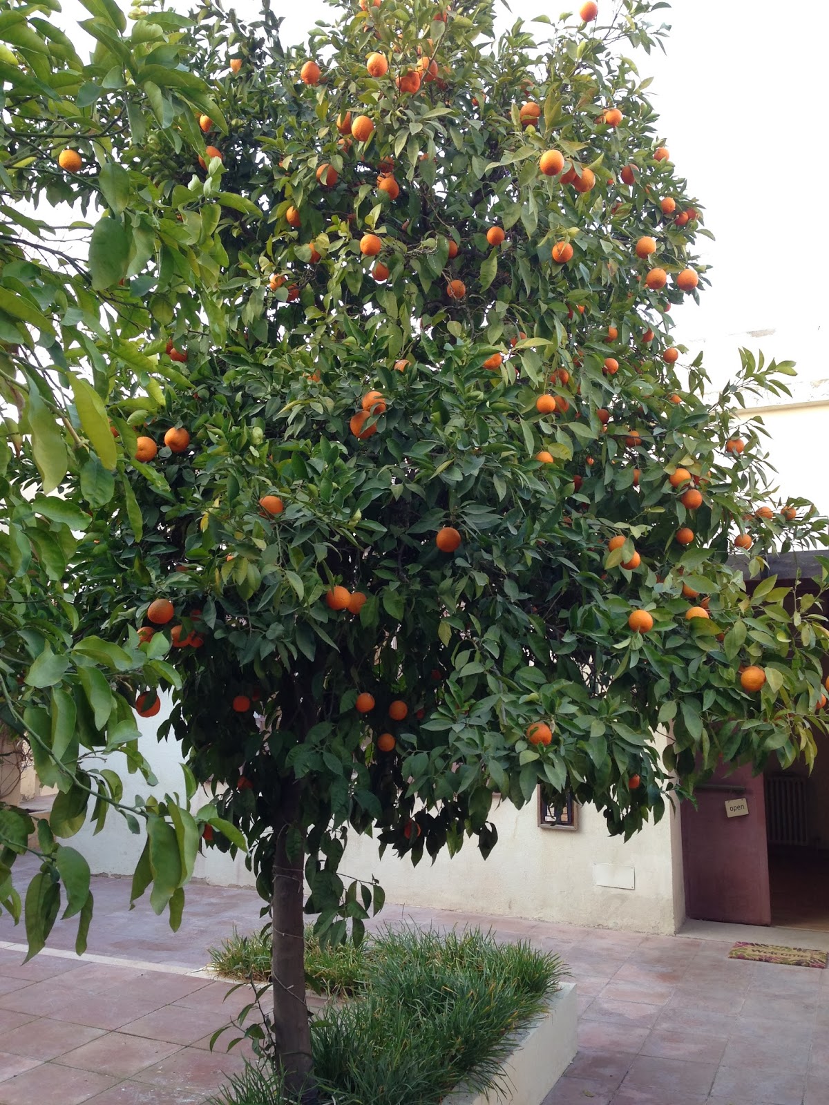 A lovely orange tree at the entrance of Nabad Gallery